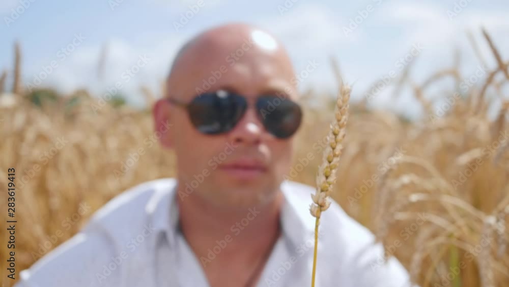 Portrait of a bald man sitting in a wheat field and holding one ears of wheat in his hands, blowing at him. Close up shot. Portrait of a bald man sitting in a wheat field and holding one ears of wheat in his hands, blowing at him. Close up shot.