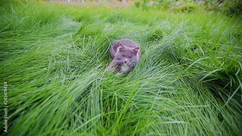 cat in the grass green color