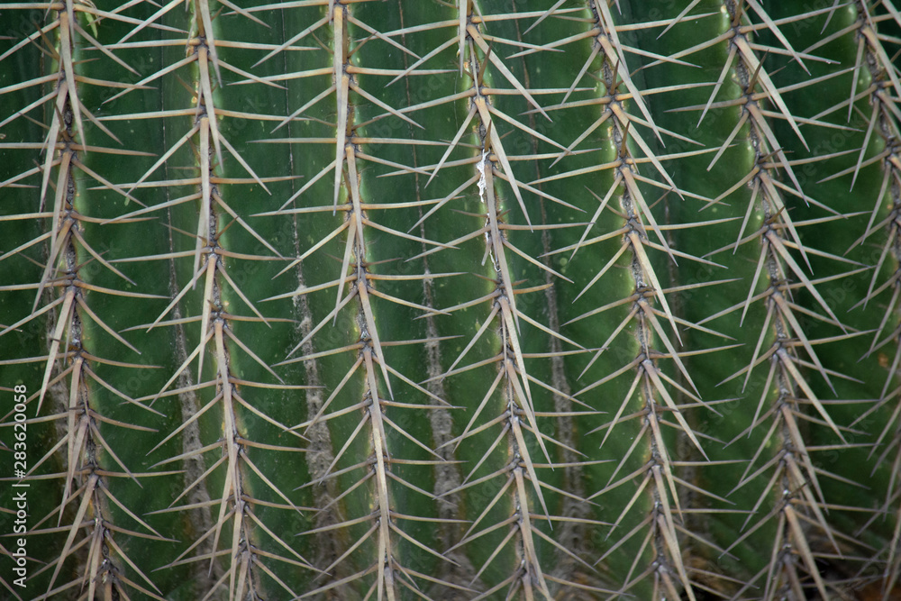 Espinas Espinas