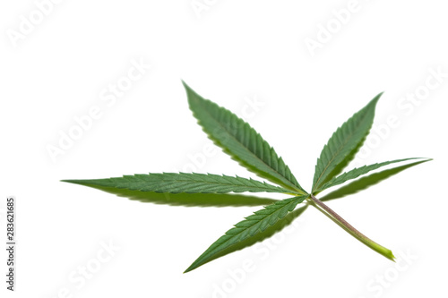 Wild hemp or medical cannabis. Marijuana leaf Isolate. White background.