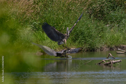 Two young Great blue herons fighting for hunting territory.Picture taken from behind a natural photo blind in Wisconsin. © Denny