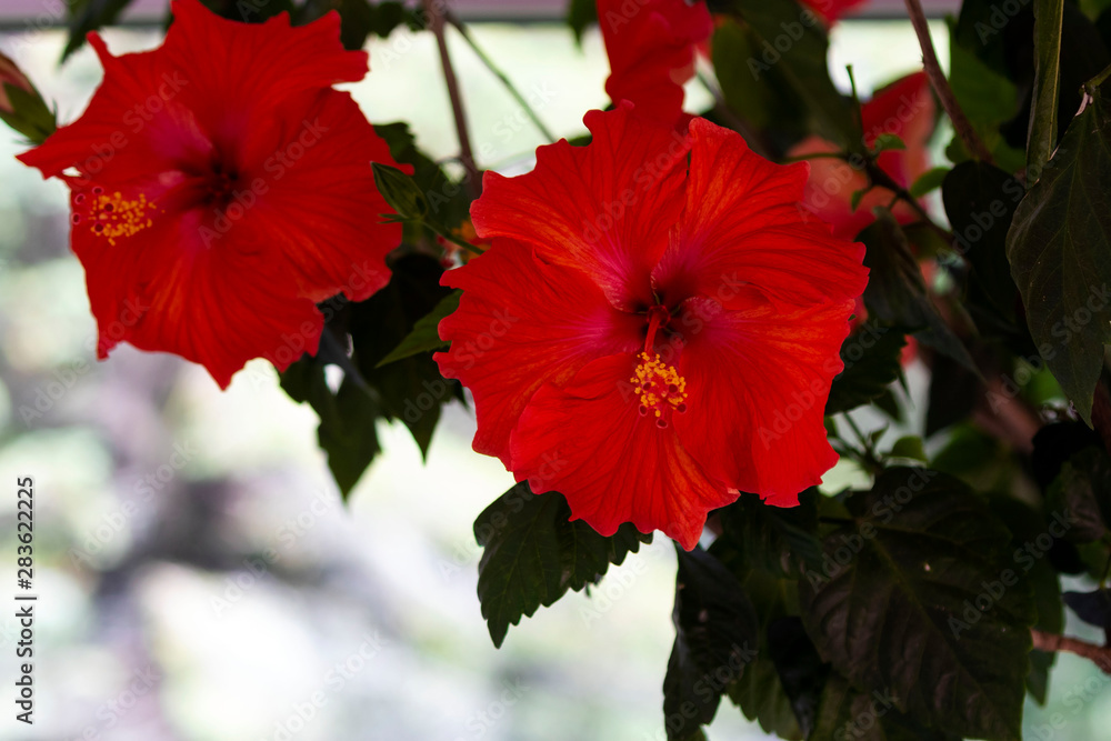 Blooming hibiscus in urban botanical garden Blooming hibiscus in urban botanical garden