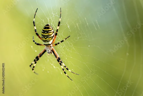 Obraz Yellow striped spider outside in green nature in her spider web. Argiope bruennichi also called zebra, tiger, silk ribbon, wasp spider in front of blurred background