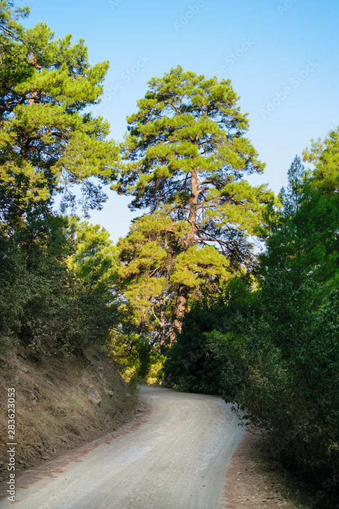 Fototapeta premium Dirt walking road in the pine forest