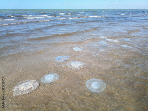 Dead jellyfish in the shallow waters of seashore. Jellyfish Rhizostomeae photo