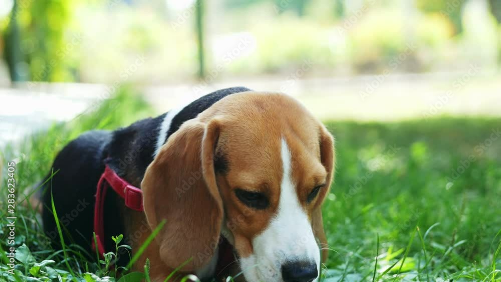Cute beagle dog gnaw wood stick while lying on the grass in the park on sunset, sharpening teeth Cute beagle dog gnaw wood stick while lying on the grass in the park on sunset, sharpening teeth