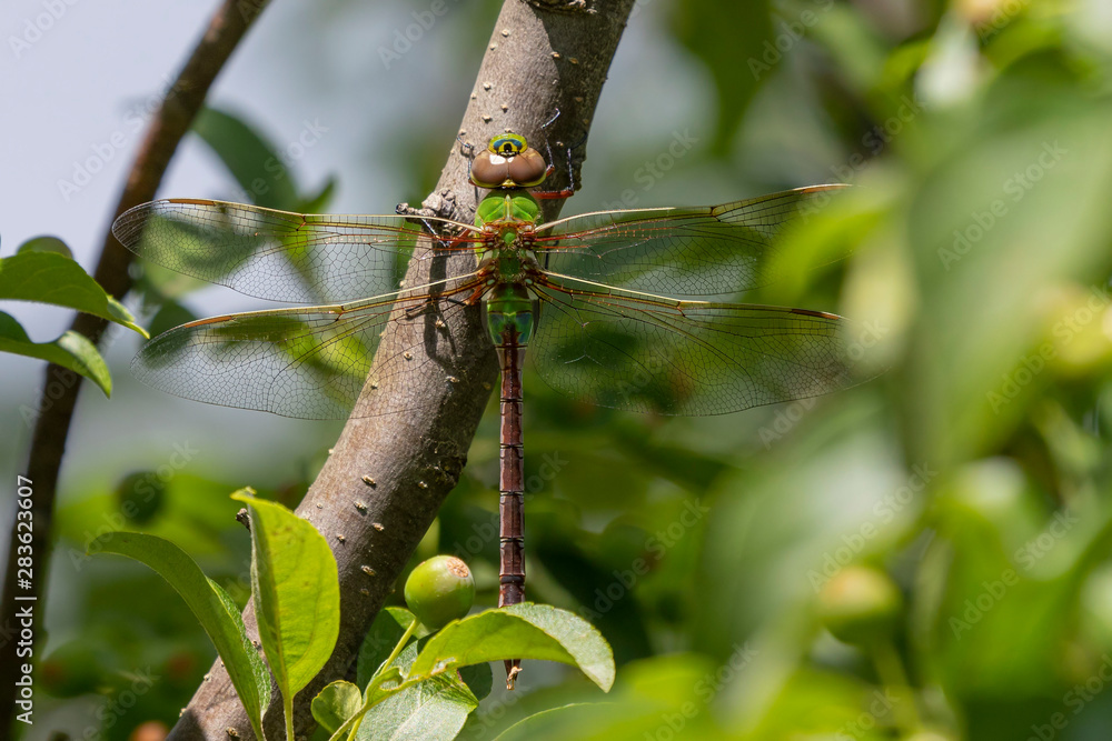 Common Green Darner (Anax junius) on the branch tree Common Green Darner (Anax junius) on the branch tree