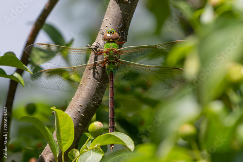 Common Green Darner (Anax junius) on the branch tree