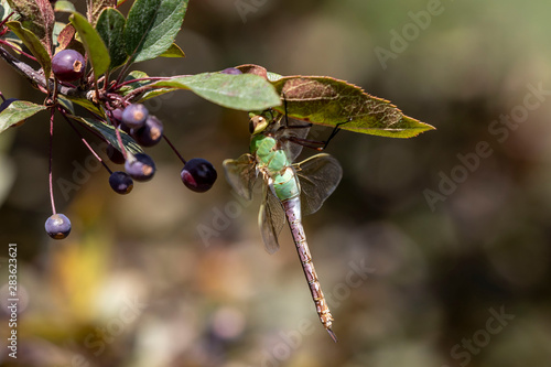 Common Green Darner (Anax junius) on the branch tree