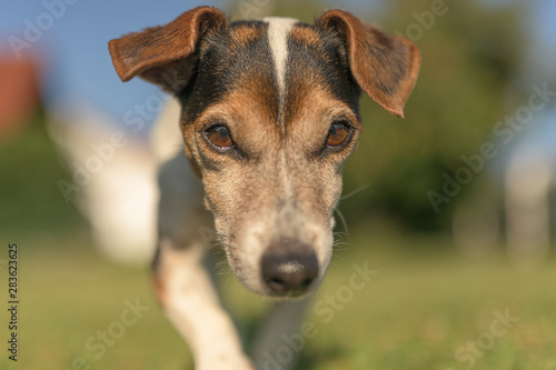 Portrait of a Jack Russell Terrier dog outdoor in the garden. Cute Senior dog 13 years old