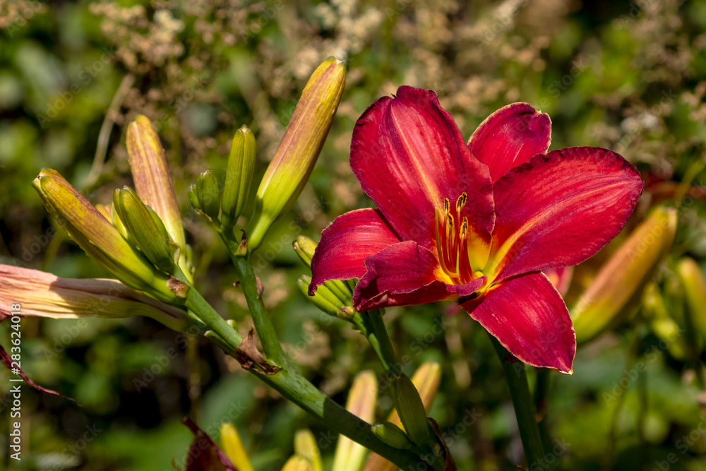 Fototapeta premium red blooming lily in the garden