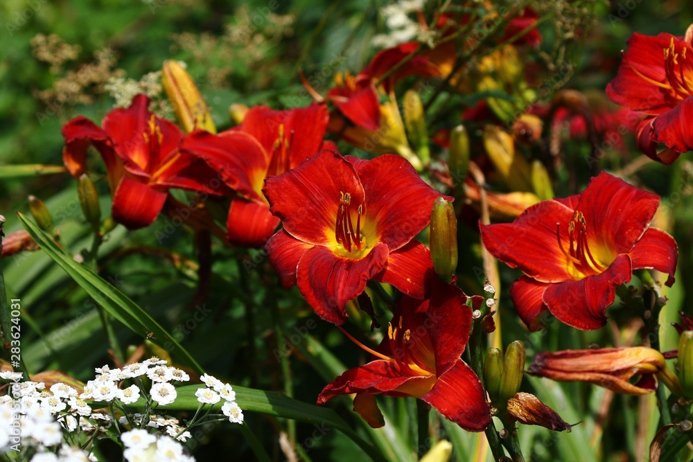 red blooming lily in the garden red blooming lily in the garden
