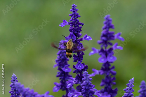  The hummingbird clearwing,Hemaris thysbe commonly known as hawk moth