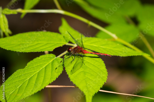 Red Saddlebags Dragonfly on the swamp