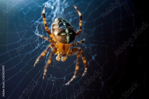 The spider species Araneus diadematus is commonly called the European garden spider, diadem spider, cross spider and crowned orb weaver