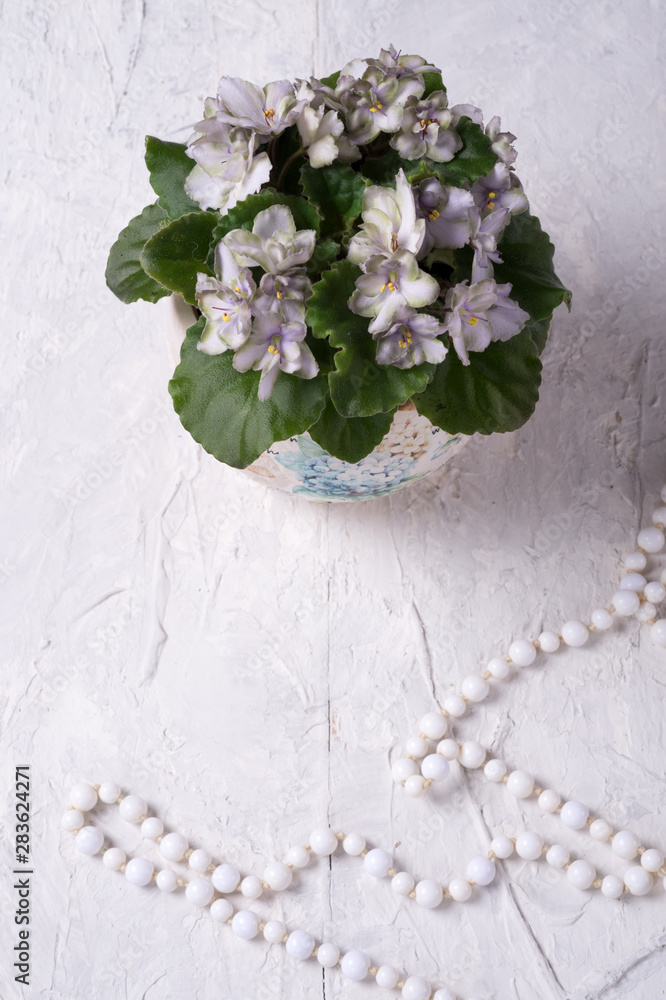 Obraz premium beautiful smoky grey- purple with green edges african violet flower around white background. provence style. close up