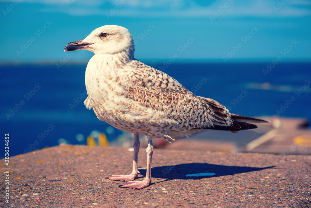 Obraz premium Sea gull at pier