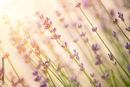 Lavender beautiful flowers