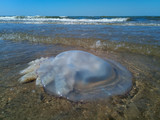 Dead jellyfish in the shallow waters of seashore. Jellyfish Rhizostomeae