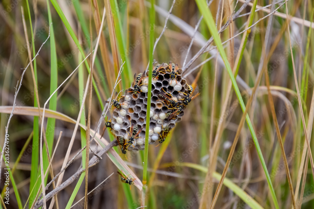 Nest of wasps polist in the grass. Small view wasp polist Nest of wasps polist in the grass. Small view wasp polist