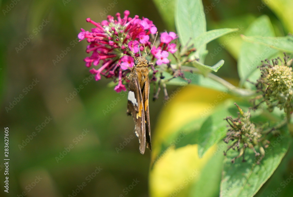 Butterfly seen in North Carolina Butterfly seen in North Carolina