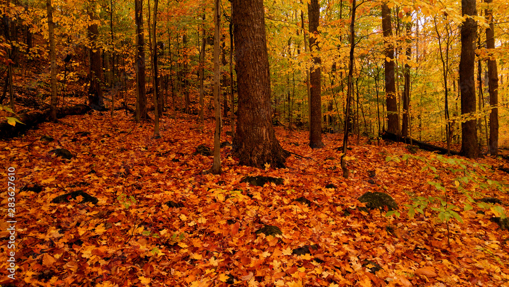 Autumn orange leaves Autumn orange leaves