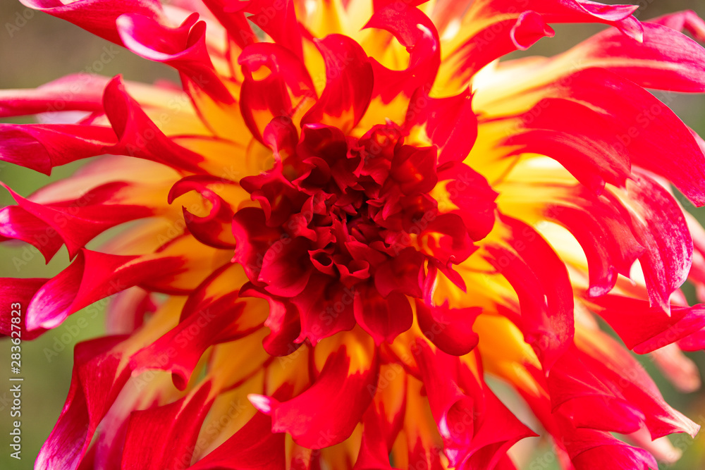 Obraz premium closeup of red dahlia