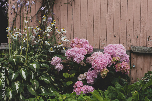 pink flowers in the garden