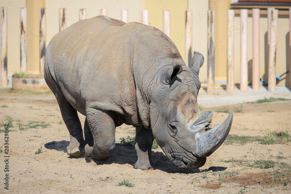 Naklejka premium Rhinoceros in the zoo