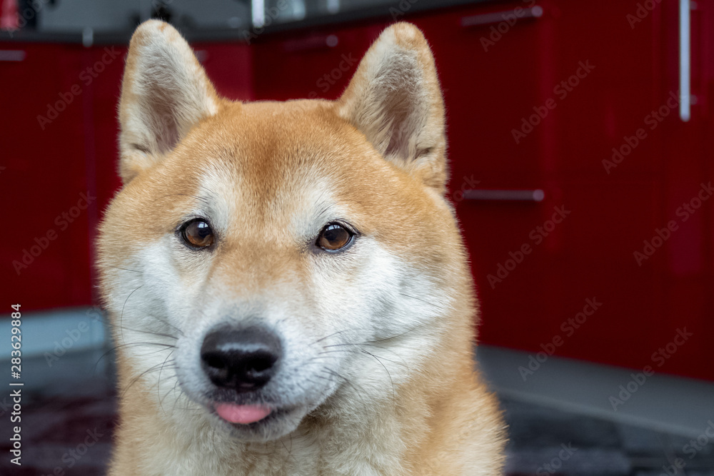 Funny ginger dog. Muzzle close-up, tongue sticking out. Shiba Inu