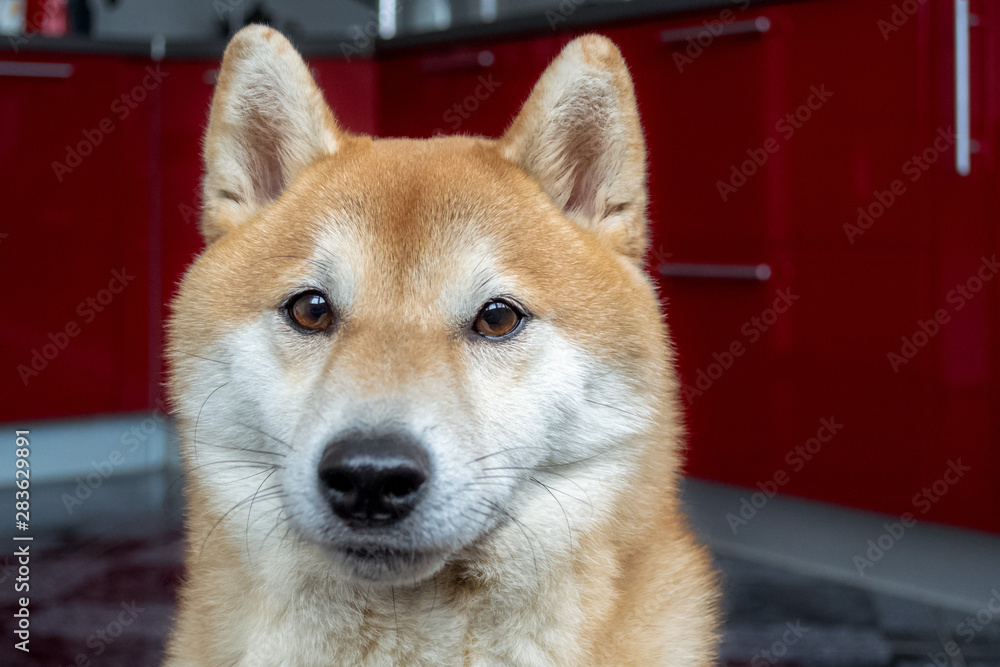 Muzzle of a beautiful ginger dog. Close up portrait of the pet. Shiba Inu