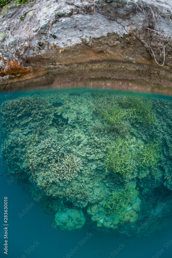 Obraz premium Beautiful corals thrive amid the Rock Islands in Palau's calm lagoon. This Micronesian island group is known for its marine biodiversity and is a popular destination for scuba divers and snorkelers.