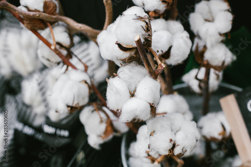 Close-up of Ripe cotton bolls on branch.