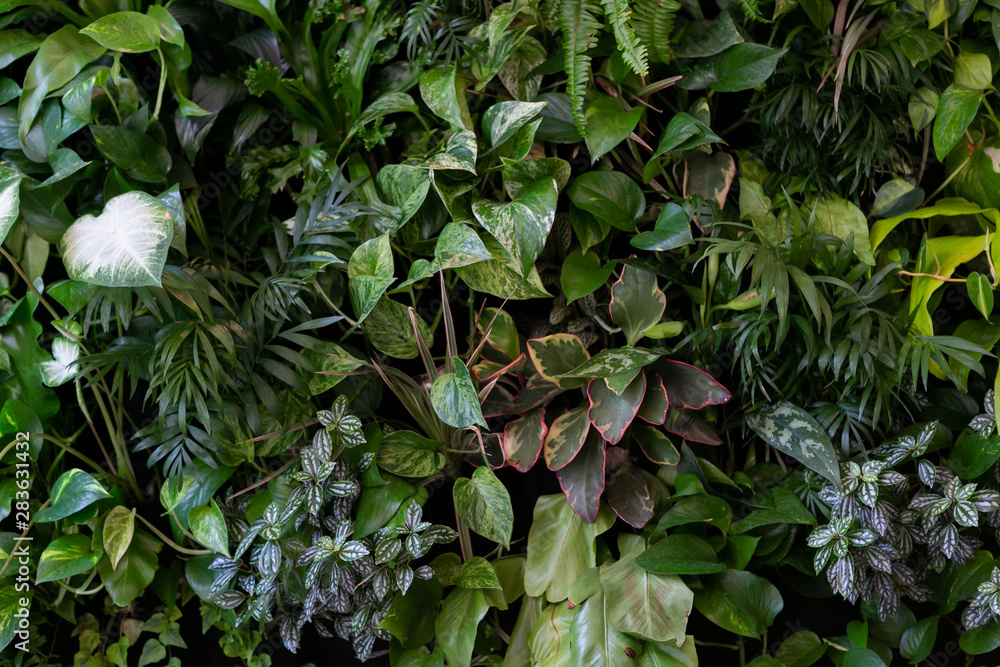 wall of plants, top view of various plants wall of plants, top view of various plants
