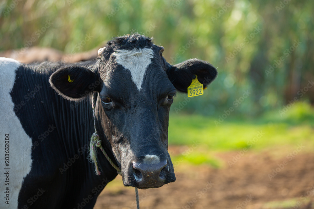 portrait of a cow