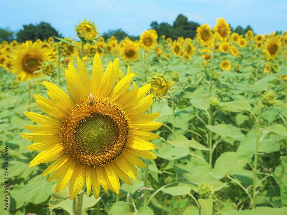 the sunflower garden in Japan the sunflower garden in Japan