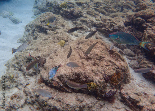 Fish swimming among the rock reef in the ocean. photo