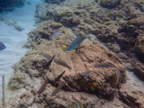 Fish swimming among the rock reef in the ocean. photo