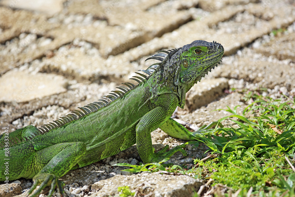 Green iguana on the path, Florida Green iguana on the path, Florida