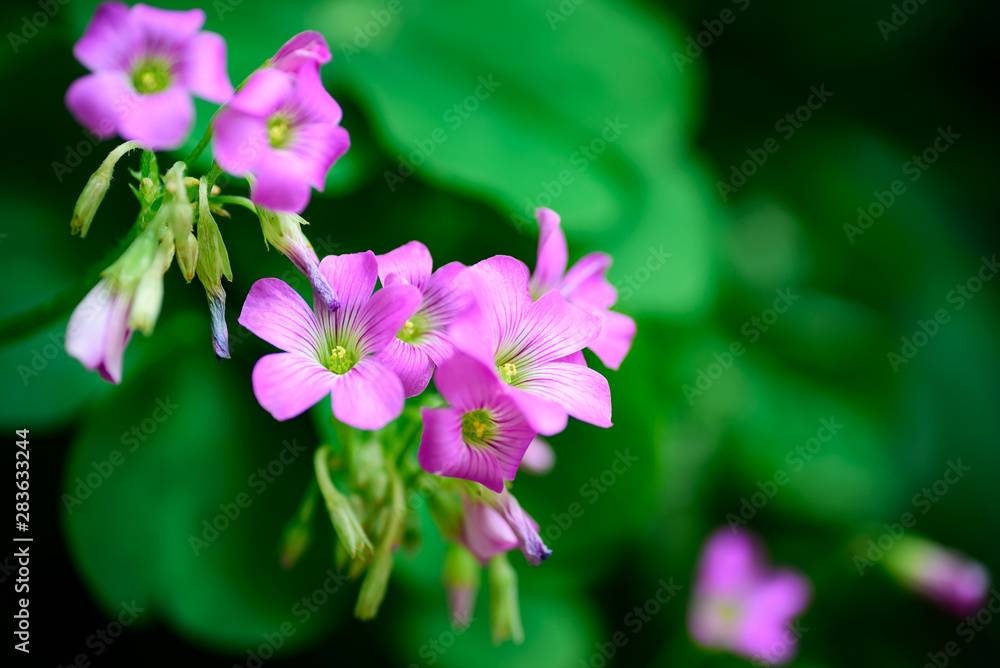 Beautiful purple flower blossom with green color Beautiful purple flower blossom with green color