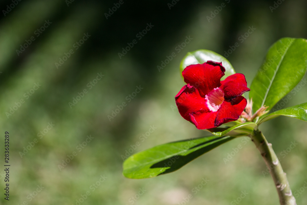 red rose in the garden