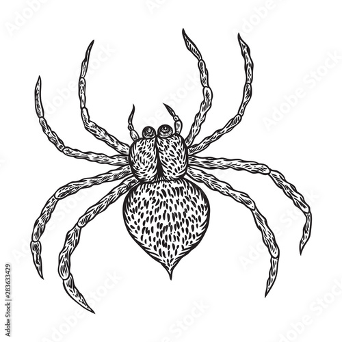 Spider hand drawn, isolated on white. Drawing sketch of the black spider. Halloween, folklore black magic attribute. Vector.