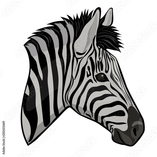 Zebra head isolated on a white background. Vector graphics.