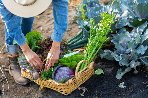 mujer cosechando vegetales