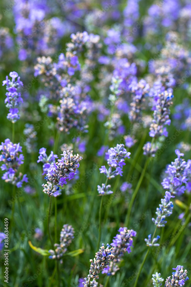 Flowering lavender. Field of blue flowers. Lavandula - flowering plants in the mint family, Lamiaceae. Flowering lavender. Field of blue flowers. Lavandula - flowering plants in the mint family, Lamiaceae.