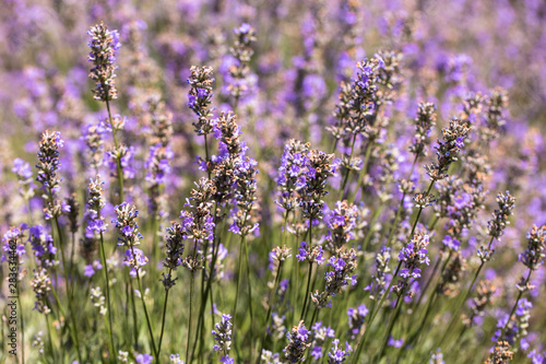 Fototapeta Naklejka Na Ścianę i Meble -  Flowering lavender. Field of blue flowers. Lavandula - flowering plants in the mint family, Lamiaceae.	