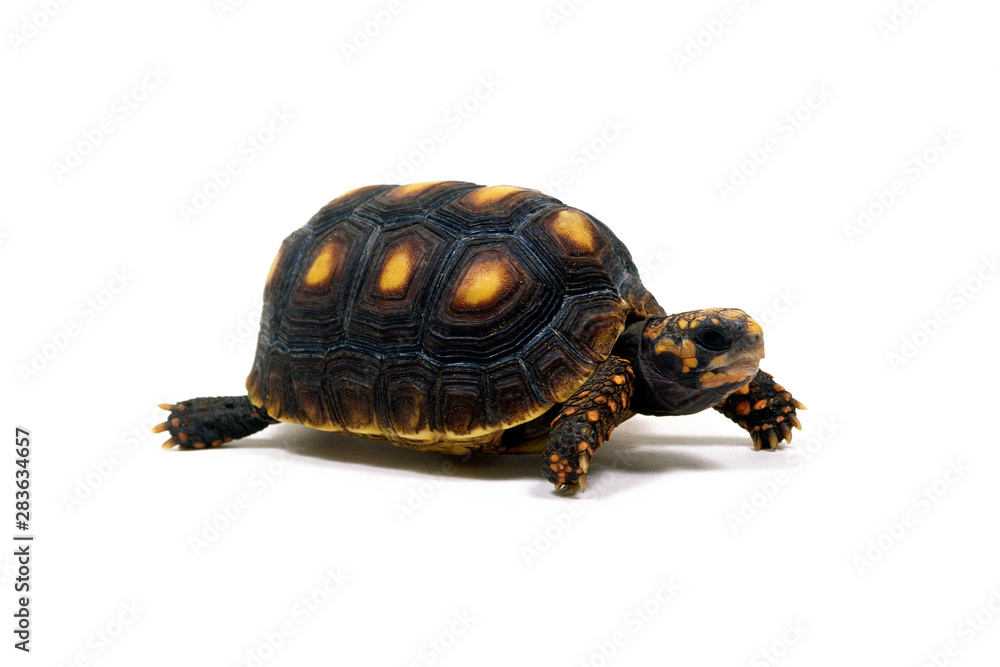 Obraz premium アカアシガメ