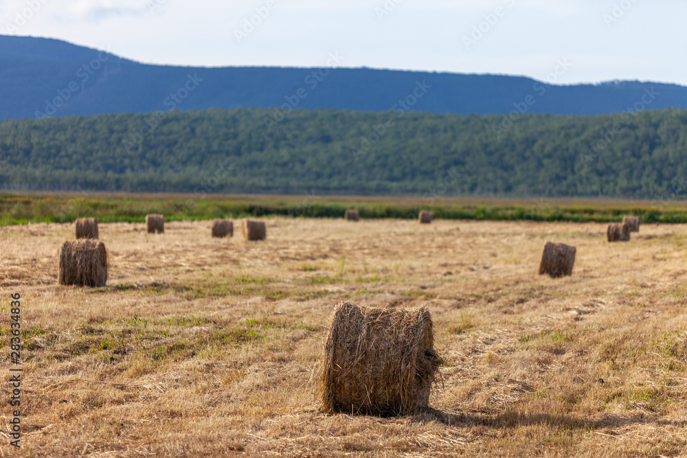 Haystack and harvesting of farm animals