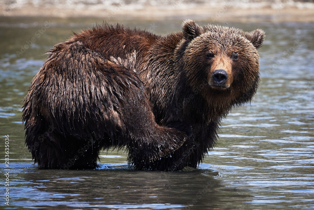 Swimming in the lake Kamchatka brown bear in wildlife Swimming in the lake Kamchatka brown bear in wildlife