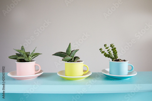 Three succulent in multicolor cups on the blue wooden table